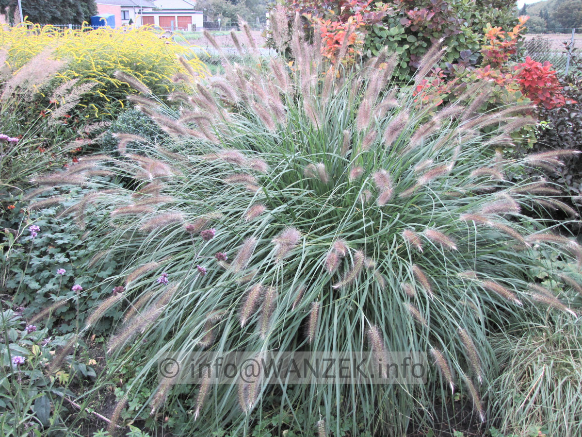 Pennisetum alopecuroides - Solitaer.JPG